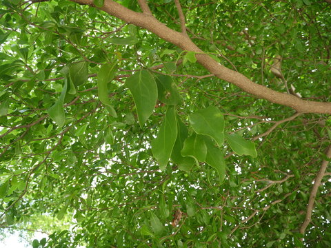 Close-up of human hand holding branch of Madagascar almond tree with small green fruits and leaves