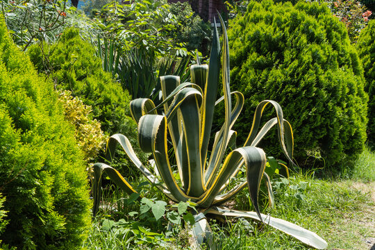 Striking agave plant with bold, arching green and yellow striped leaves thrives in lush garden, surrounded by dense greenery and framed by rustic metal arch.
