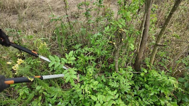 Gardener uses loppers to trim overgrown green bushes and branches in nature. A person wearing gloves carefully prunes dense foliage and branches with long-handled loppers, shaping the wild vegetation 