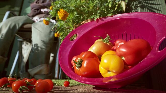 Close-up of a pink plastic colander filled with fresh red and yellow tomatoes. Small cherry tomatoes scattered on the stone surface. Gardening, harvest, and healthy food. 4K footage.