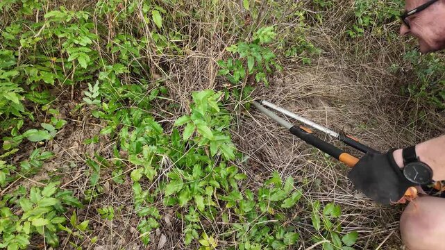 Gardener using loppers to trim overgrown green plants and dry grass in a garden. Close-up view of hands in black gloves holding loppers, cutting back dense vegetation and dry stalks for garden mainten