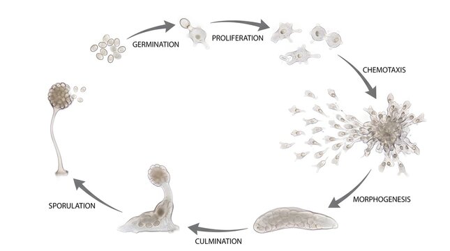 Dictyostelium discoideum life cycle diagram showing cellular slime mold development. Stages include germination, proliferation, chemotaxis, morphogenesis, culmination, and sporulation