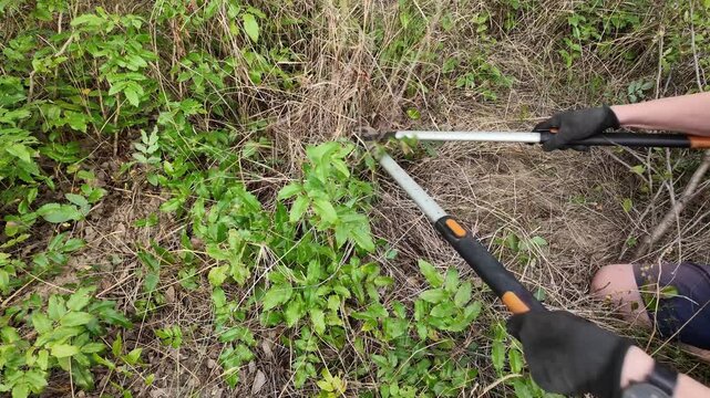 Gardener using loppers to trim overgrown vegetation and clear dense brush. A person's hands are shown picking clusters of deep blue grapes and placing them into a rustic basket amidst lush green folia