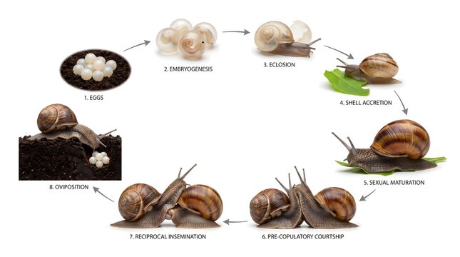 Snail life cycle infographic vector diagram. Complete biological stages from eggs and hatching to adult mating and oviposition. Educational science graphic