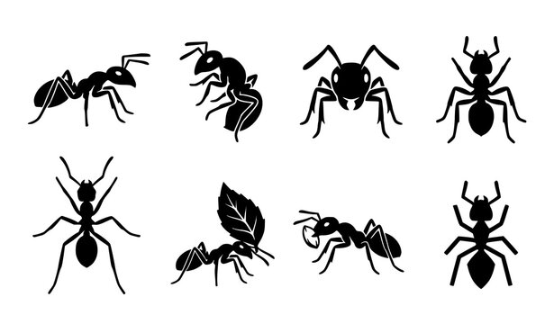 Versatile Ant Silhouette Icon Pack with Crawling Worker Carrying Food and Leaf Insect Vector Illustrations