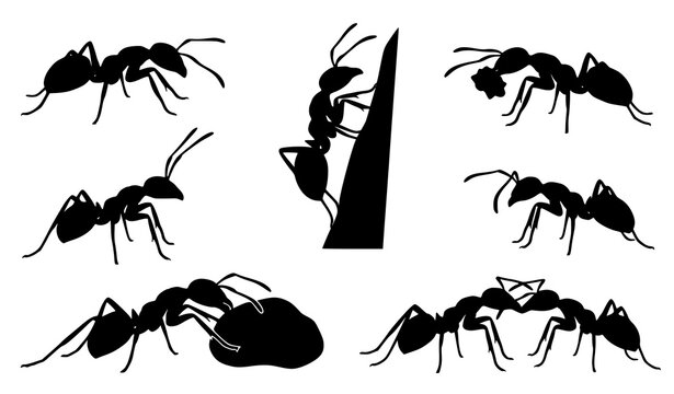Black Ant Silhouette Vector Set Showing Walking Climbing Carrying and Different Natural Insect Movement Poses