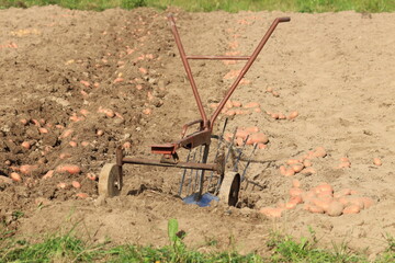 A manual potato digger stands in a field next to dug potatoes © алексей семиколенных