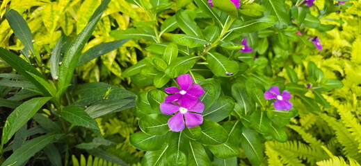 Madagascar Periwinkle has bright purple, five-petaled flowers with white center and dark green...