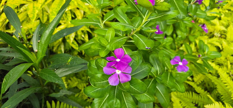 Madagascar Periwinkle has bright purple, five-petaled flowers with white center and dark green leaves. Catharanthus roseus is low-growing, herbaceous flowering plant. Flowers profusely throughout year