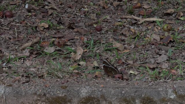 Slow Motion Blue Butterfly Rising From Concrete Edge