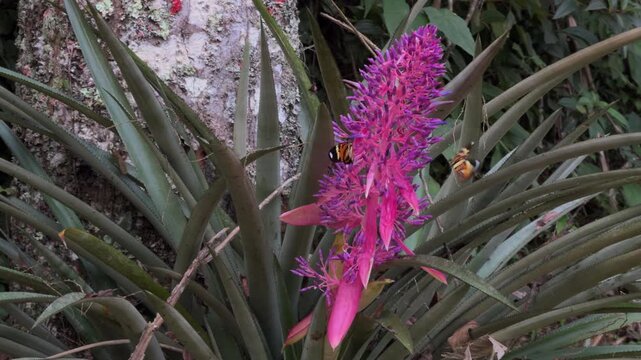 Slow Motion Bumblebees Pollinating Vibrant Bromeliad Bloom