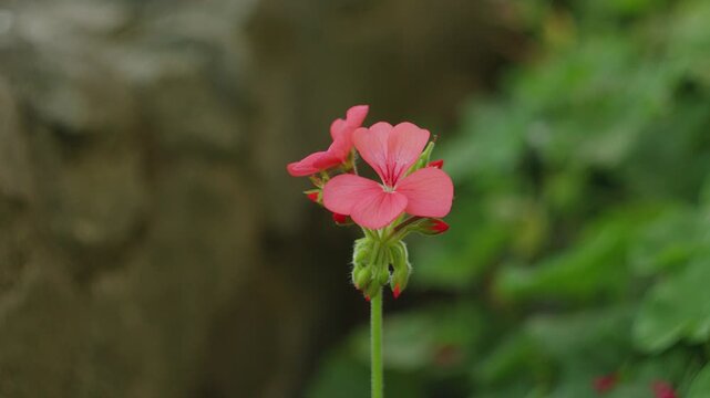 Close up of a delicate pink geranium flower blooming in a garden setting