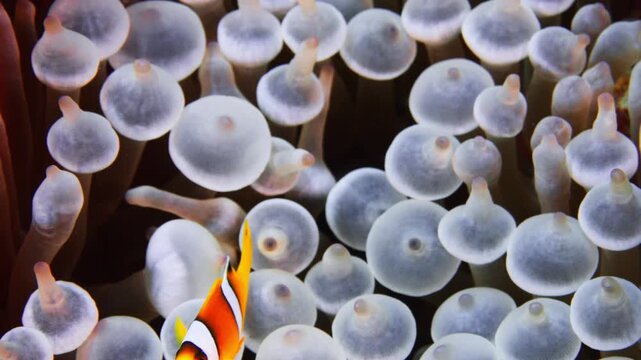 Petit poisson-clown &agrave; deux bandes nage dans son an&eacute;mone plan serr&eacute;