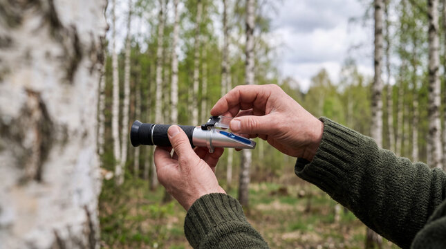 Hands holding a handheld refractometer measuring tree sap in birch forest outdoors