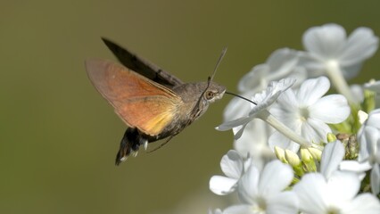 un sphinx colibri ou moro-sphinx en vol © fzrmailbox