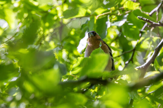 Male Chaffinch on the Ground
