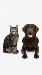 Naklejka premium A Friendly Labrador Retriever Dog and a Tabby Cat Sitting Together Side by Side on a Plain White Studio Background