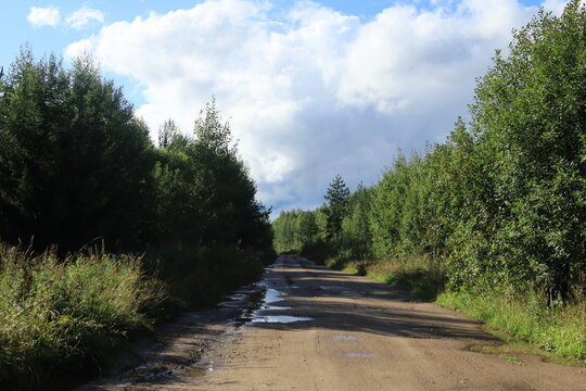 A dirt road in a summer forest after rain on a sunny day