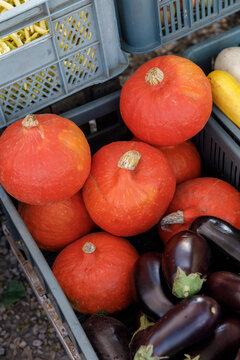 Fresh red Hokkaido pumpkins Cucurbita maxima and dark purple eggplants Solanum melongena displayed in plastic crates at a local outdoor farmers market during daytime in Warsaw, Poland. Vertical view.