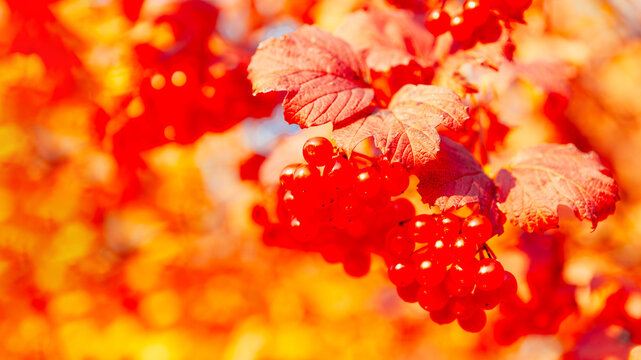Small cluster of red viburnum berries hangs among soft pink leaves. banner
