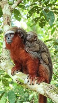 A vibrant red titi monkey carefully navigates high forest branches while carrying its tiny adorable baby safely on its back through the lush green canopy.
