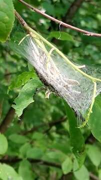 Ermine moths larvae silk tents, Close Up