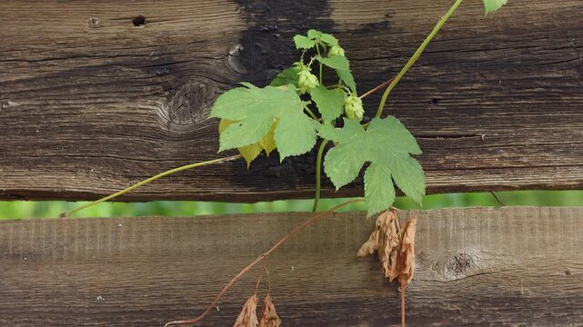 Green hop plant growing on old wooden fence in sunny garden