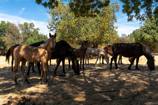 Manada de Caballos con madres y cr&iacute;as