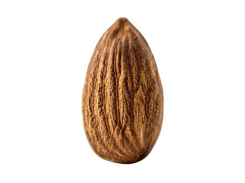 A single raw almond nut isolated on transparent background