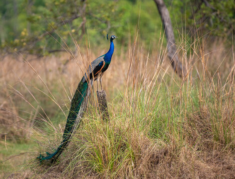 Close up of a peacock bird perched on a branch with use of selective focus