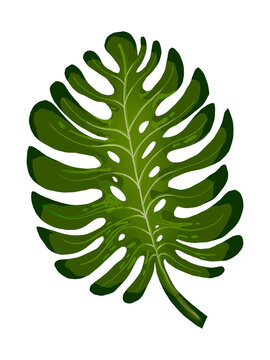 Tropical Philodendron leaf png illustration sticker, transparent background
