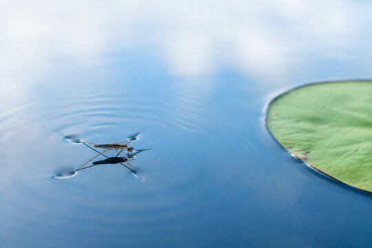 Water strider insect on calm blue water with lily pad, nature and aquatic ecosystem concept