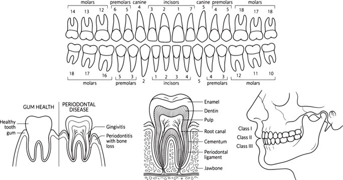 Dental anatomy vector set, human teeth numbering chart with molars and incisors, periodontal disease and gum health diagram