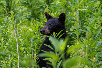 Young Black Bear Cub Sitting in Dense Green Summer Forest Vegetation © dfriend150