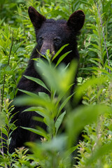 Curious Black Bear Cub Peeking Through Lush Green Vegetation in a Summer Forest Wildlife Habitat © dfriend150