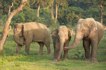 Elephant family interacts gently by touching trunks in a sunlit jungle meadow. © Sumith