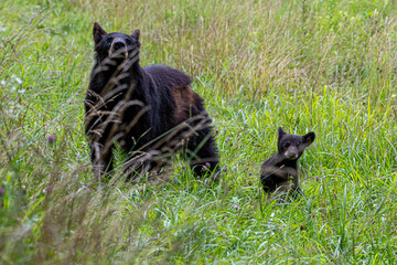 Black Bear Mother and Cub in Lush Meadow — Wildlife Motherhood and Cub Curiosity © dfriend150