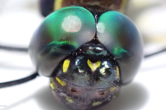 Front view extreme macro portrait of dragonfly head showing detailed green compound eyes and facial pattern