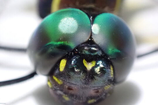 Front view extreme macro portrait of dragonfly head showing detailed green compound eyes and facial pattern