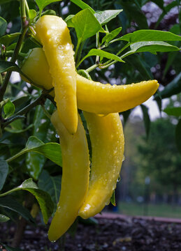 Batch of yellow chili peppers after a heavy rain