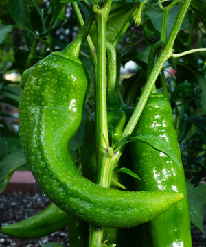 Green chili on the vine and covered in rain water