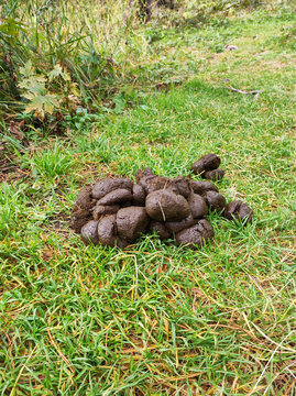 Animal dung droppings lying on green grass in a natural outdoor setting. Wildlife scat or livestock manure on a grassy meadow for environmental, agricultural or nature documentation concepts.