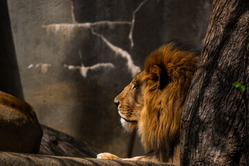 portrait of a lion © Stonewolf