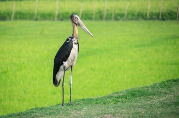 A Greater Adjutant stork stands against a lush green backdrop in Assam, India. The endangered bird is known for its distinctive long bill, bare head and tall stature. © HAYAVISTA