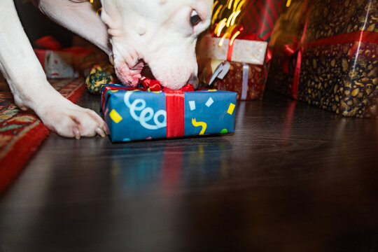Dog Opens a Gift During a Festive Celebration at Home