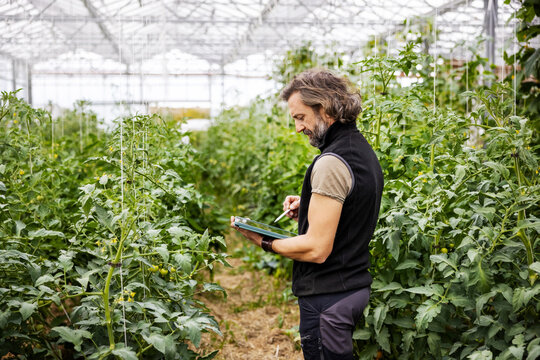 Farmer Monitoring Greenhouse Tomato Crops Using a Digital Tablet