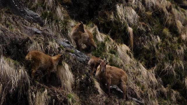 Himalayan Tahr grazing in the rocky hills in Manaslu circuit Trek in Nepal