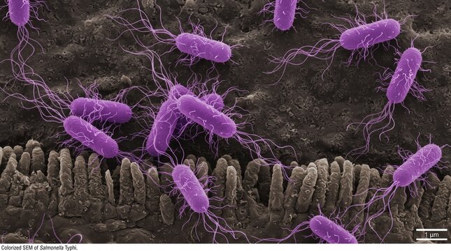 Salmonella typhi bacteria with flagella on intestinal tissue surface