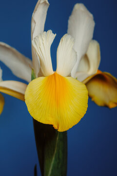 Flowers with yellow and white petals against a blue background