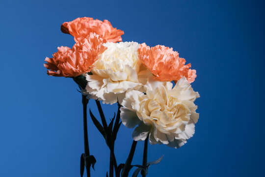 Colorful flowers against a blue background in bright light